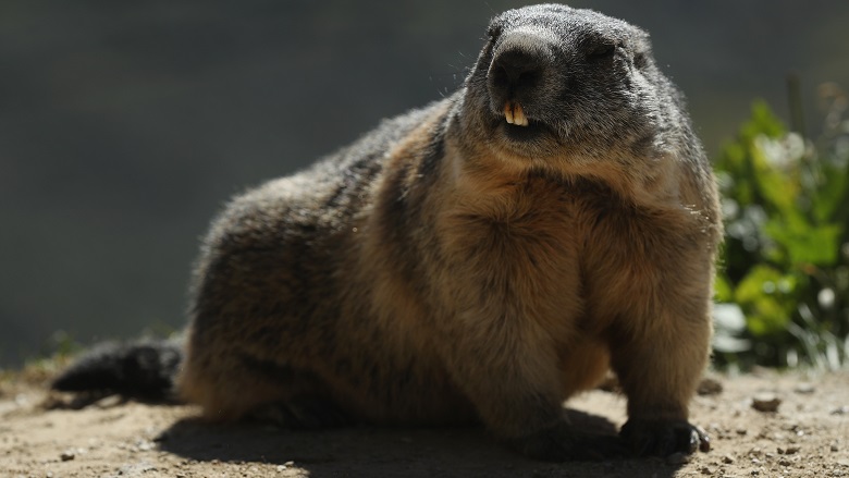 Groundhog Day 2018, Groundhog Day 2018 Live Stream, Groundhog Day 2018 Announcement Start Time, Groundhog Day 2018 Announcement Channel, Groundhog Day 2018 Announcement Time, Watch Groundhog Day 2018 Announcement Online