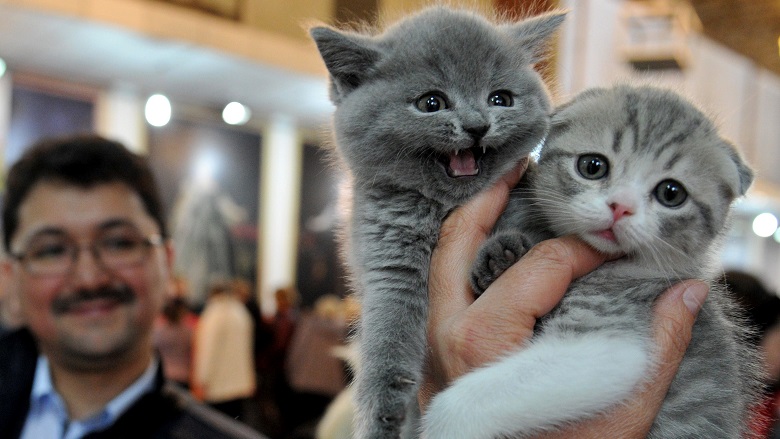 Kitten Bowl 2019 Time And Channel