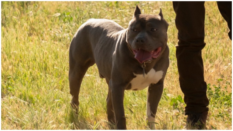 Star Trek Picard dog
