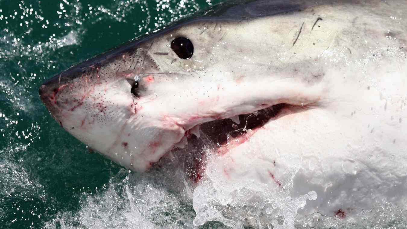 A Great White Shark is attracted by a lure on the 'Shark Lady Adventure Tour' on October 19, 2009 in Gansbaai, South Africa. The lure, usually a tuna head, is attached to a buoy and thrown into the water in front of the cage with the divers. The waters off Gansbaai are the best place in the world to see Great White Sharks, due to the abundance of prey such as seals and penguins which live and breed on Dyer Island, which lies 8km from the mainland.