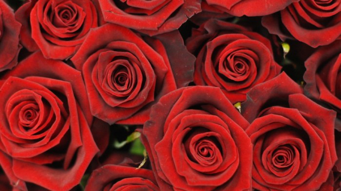 Red Roses