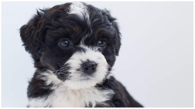 A Bernedoodle puppy