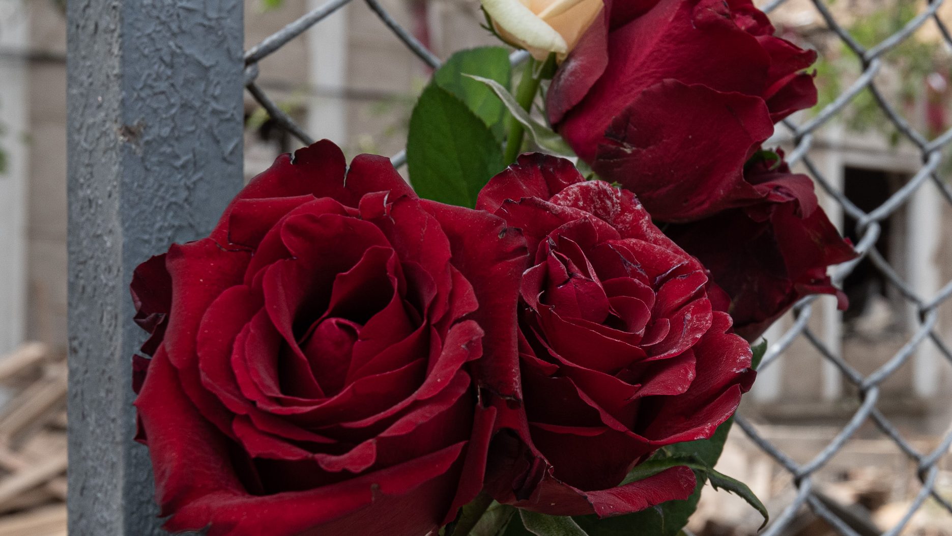 Three roses