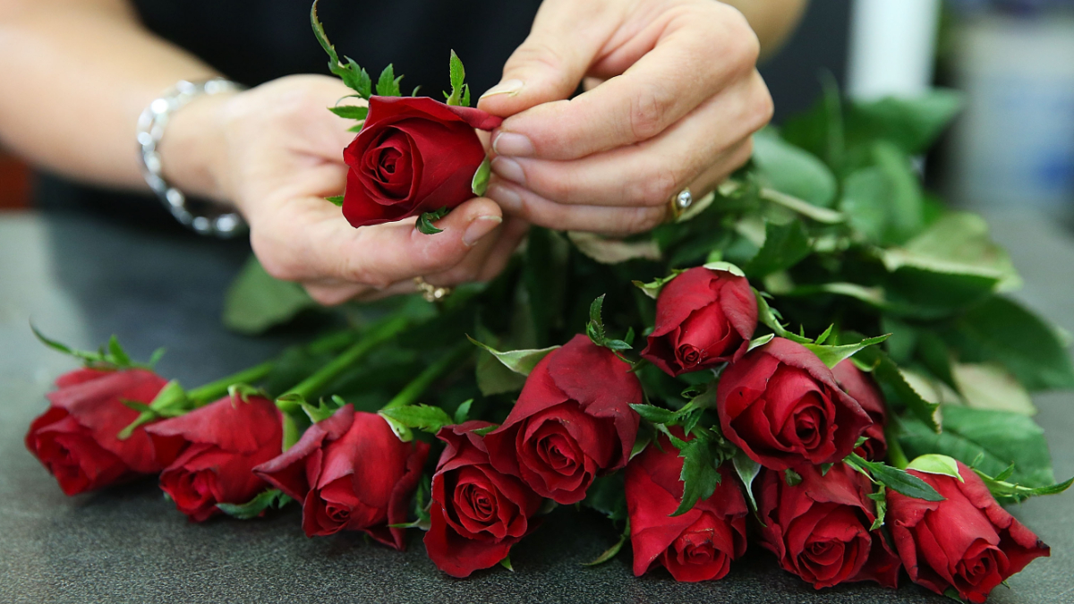 Red roses.