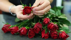 Red roses.