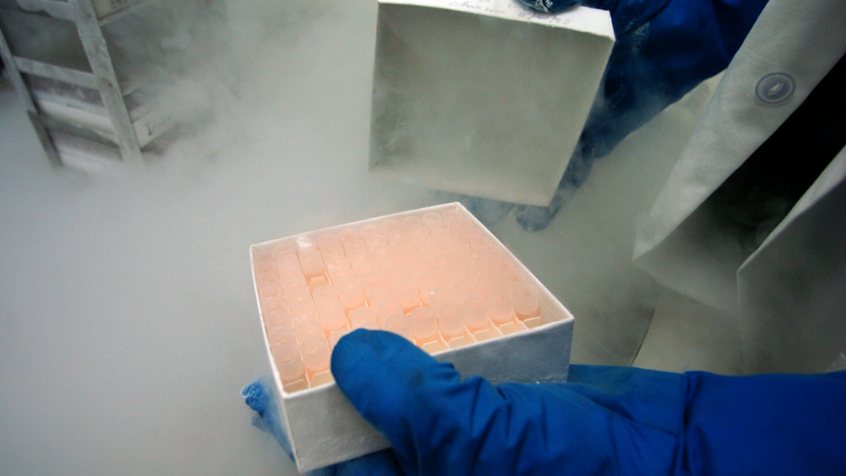 Frozen embryos.