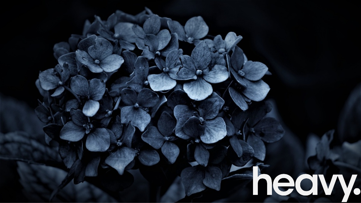 Hydrangea.