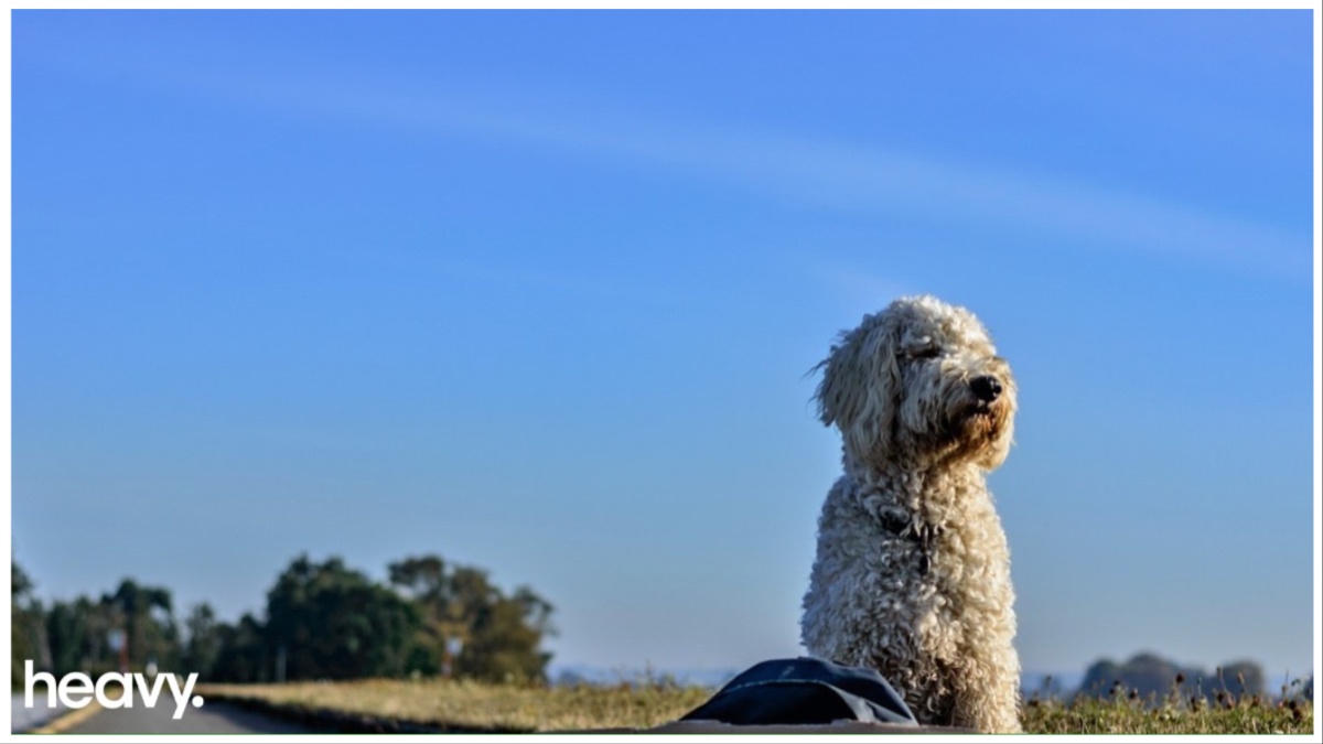 James Kennedy dog