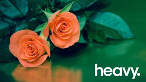 Peach colored roses