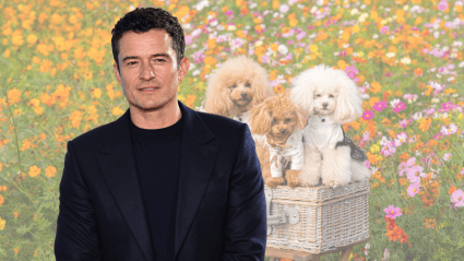 Orlando Bloom’s Tiny Poodle Interrupts Him on ‘Today’ in Adorable Clip