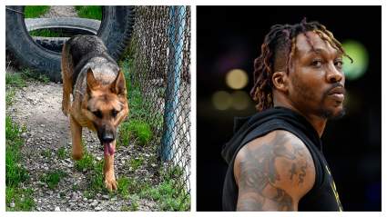 DWTS Alum Reaches Out to Followers for Help After Beloved Dog is Hit by Car