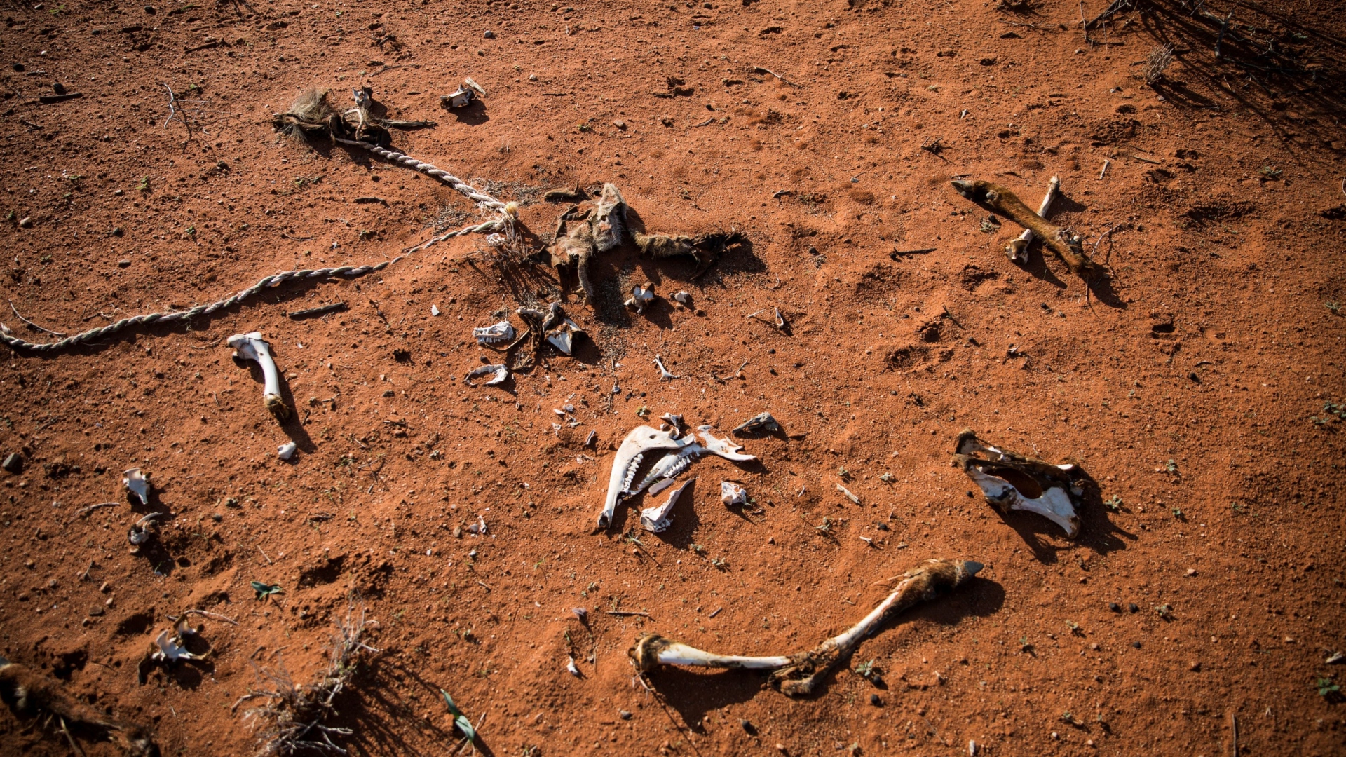 Skeletons in the dirt