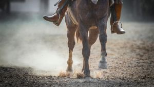 rodeo