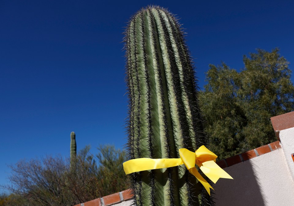 Yellow ribbon is seen tied to a saguaro cactus in Nancy Guthrie's neighborhood