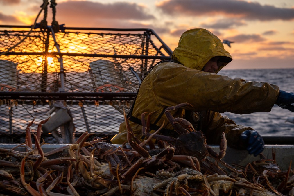 Wizard crew sorting crab on table sunset in the background