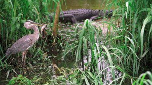 Alligator floating in swamp water.