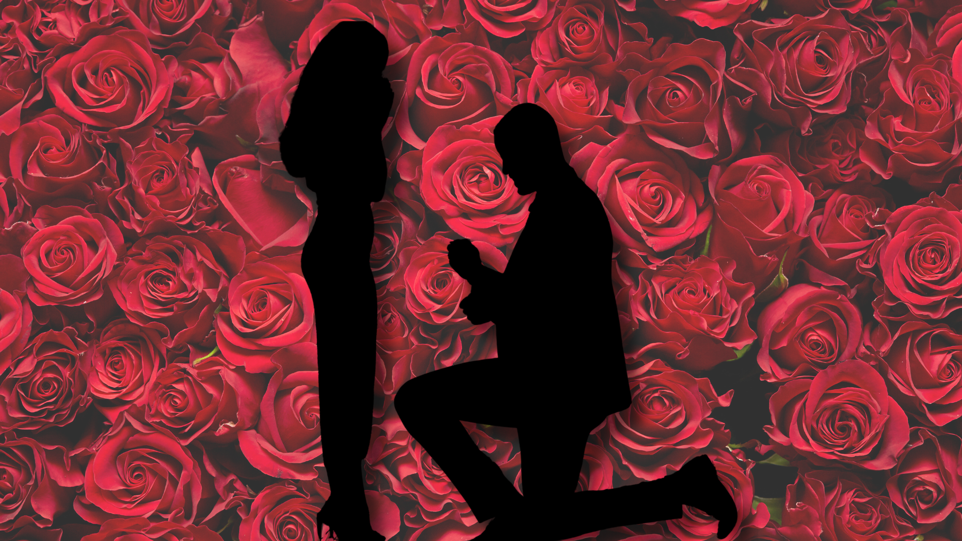 The Bachelor