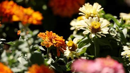 ‘Mad Max’ & Soap Actor Passes at 93 — Tributes Pour In
