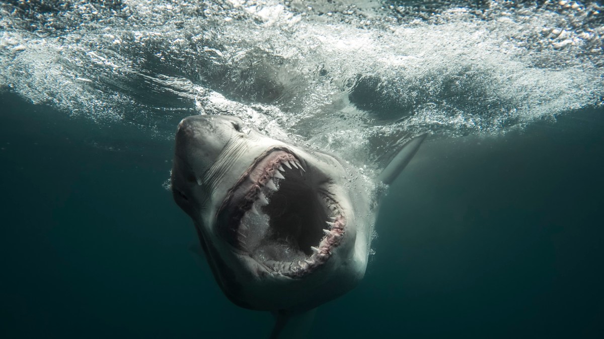"Secrets of the Great White Kill"
