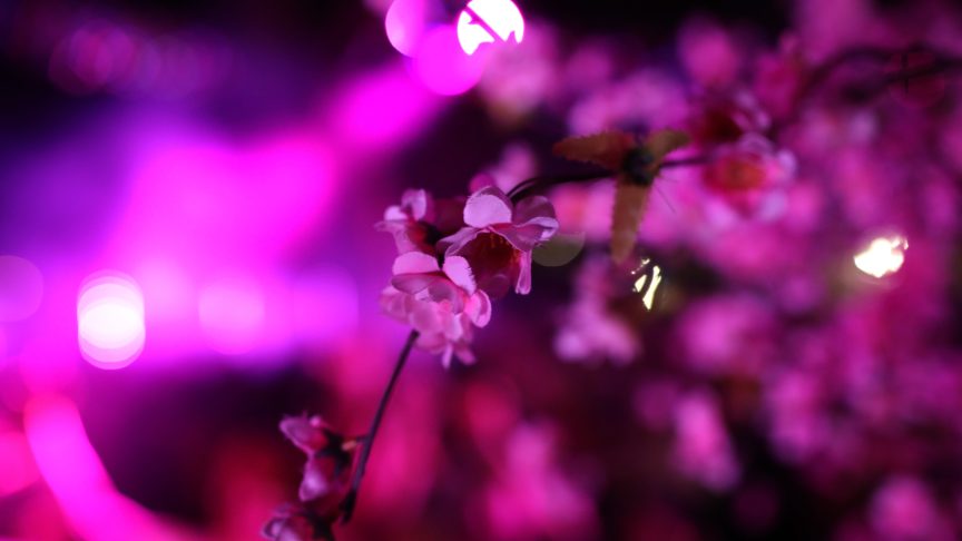 Flowers for William Orbit.