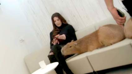 RHOC Star Emily Simpson Bitten by World’s Largest Rodent in Japan: What to Know About Capybaras