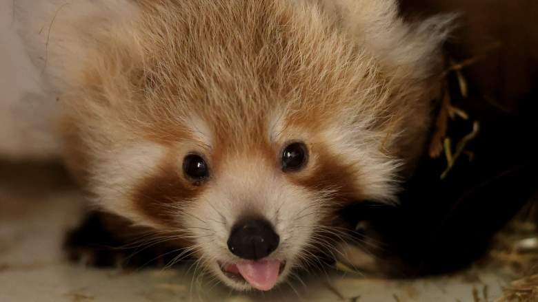 red panda cub